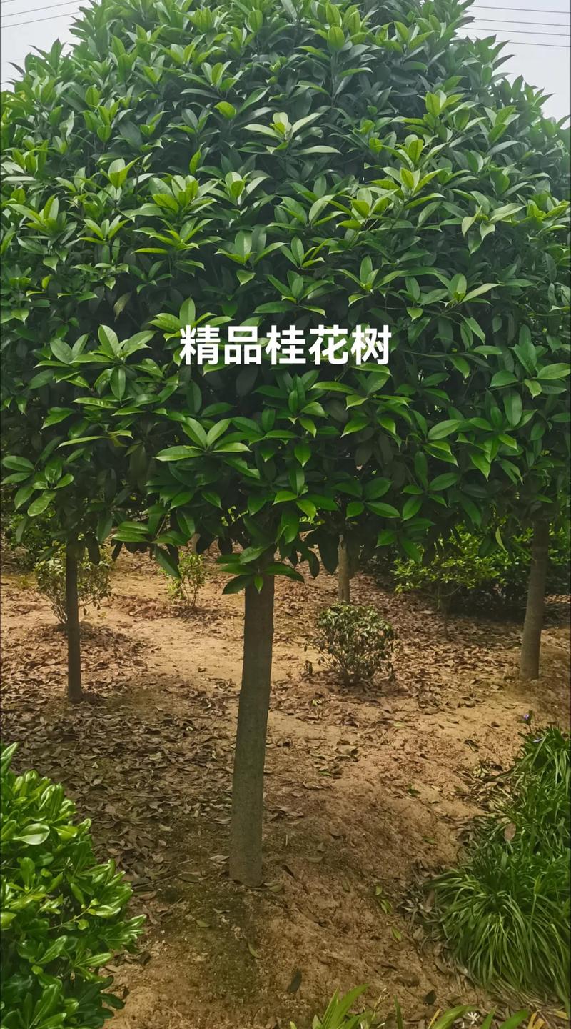金桂花树苗多少钱一株?2025年价格参考与影响因素详解 运输:不可忽视的隐性成本
