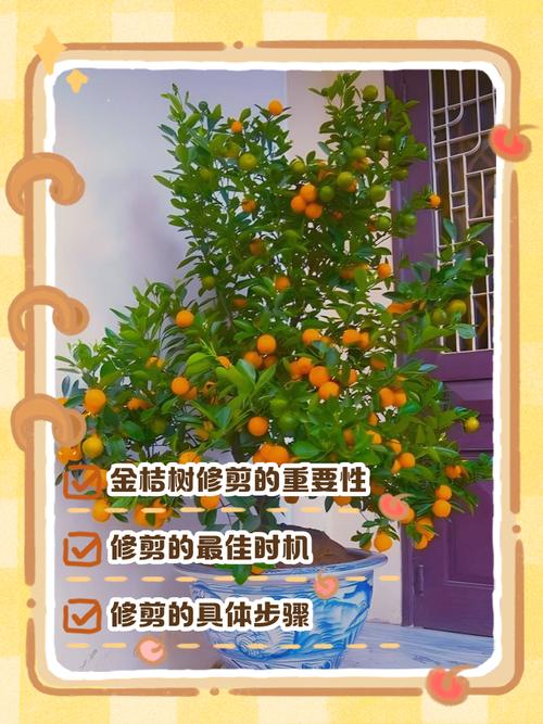 盆栽桔子树怎么矮化:科学修剪与根系控制全攻略 三、养护细节与常见问题