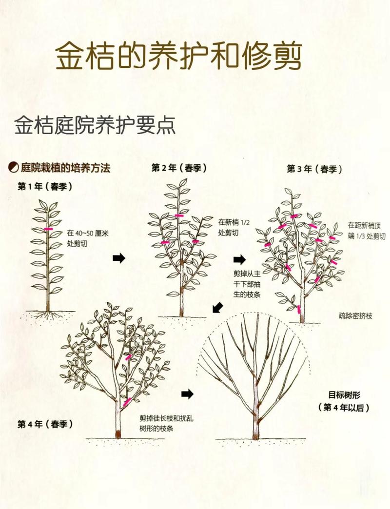 盆栽桔子树怎么矮化:科学修剪与根系控制全攻略 四、观赏效果与寓意补充