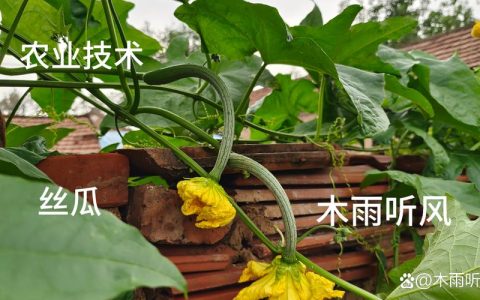 丝瓜怎样种植才能多结果瓜：从选种到搭架的全程高产指南