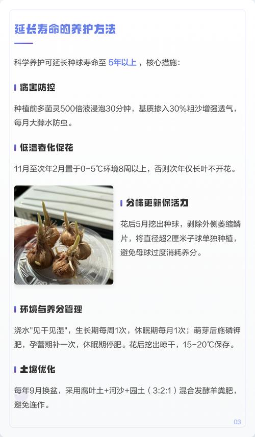 藏红花种球夏天怎么保存?南北差异化休眠养护全指南 常见误区与补救措施