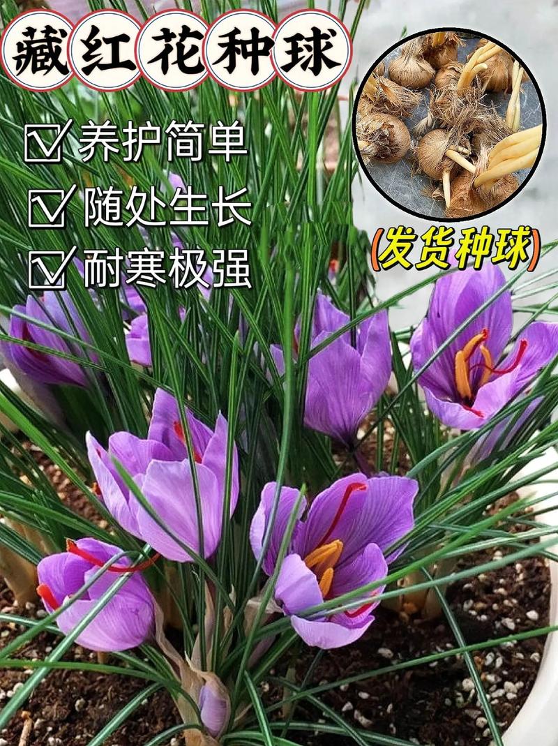藏红花种球夏天怎么保存?南北差异化休眠养护全指南 南方产区(长江流域及以南)的保存方案