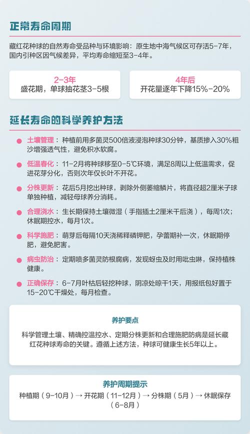 藏红花种球夏天怎么保存?南北差异化休眠养护全指南 适种区域与品种选择建议