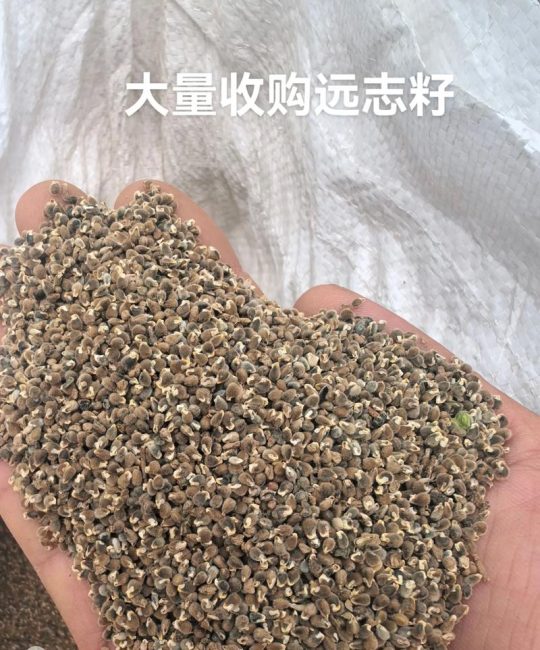 远志种子多少钱一斤？2026年市场价格及影响因素分析
