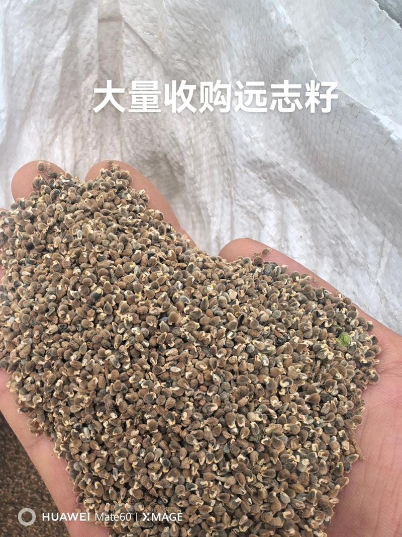 远志种子多少钱一斤?2026年市场价格及影响因素分析 远志种子多少钱一斤?2026年市场价格及影响因素分析