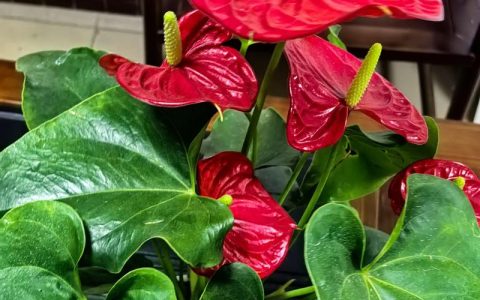 红掌一年四季都开花吗？掌握这3个核心条件，全年有花看
