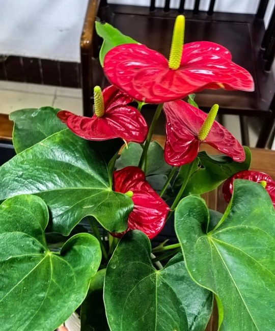 红掌一年四季都开花吗？掌握这3个核心条件，全年有花看