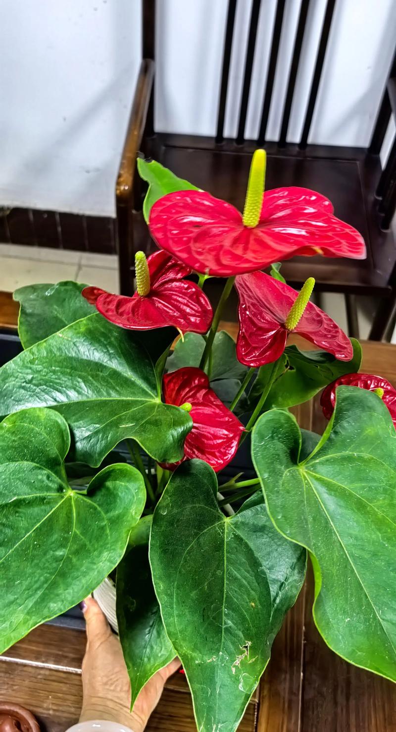 红掌一年四季都开花吗?掌握这3个核心条件,全年有花看 红掌花期与观赏期详解
