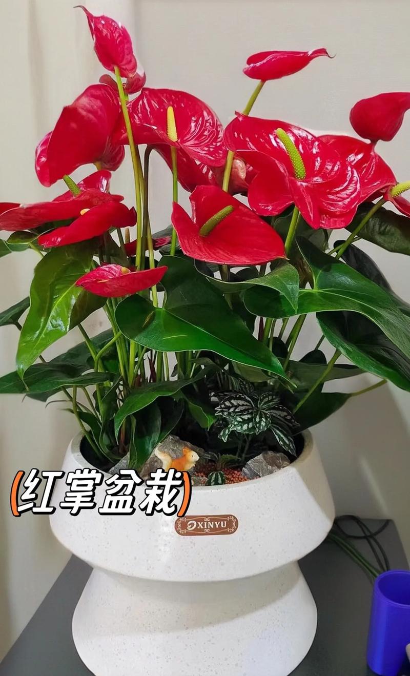 红掌一年四季都开花吗?掌握这3个核心条件,全年有花看 FAQ