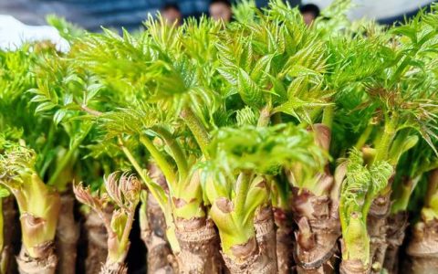 刺老芽种植全过程：从选时到成活的实操指南
