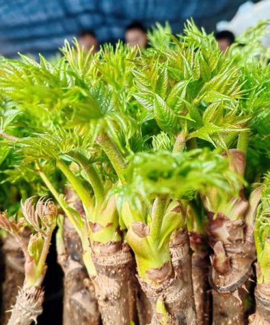 刺老芽种植全过程：从选时到成活的实操指南