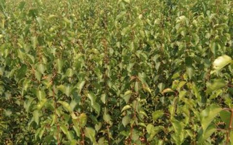 杏树小苗一般几年结果？从定植到盛果期的全周期解析