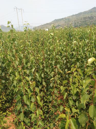 杏树小苗一般几年结果?从定植到盛果期的全周期解析 杏树小苗一般几年结果?从定植到盛果期的全周期解析