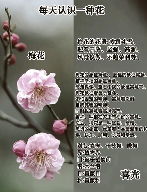 梅花六爻怎么读?揭秘一种珍稀梅花的园艺魅力 五、常见问题解答