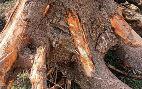香樟树根有何用？从土壤改良到移栽养护的生态与工程价值全解析