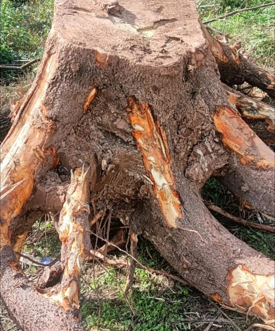 香樟树根有何用？从土壤改良到移栽养护的生态与工程价值全解析
