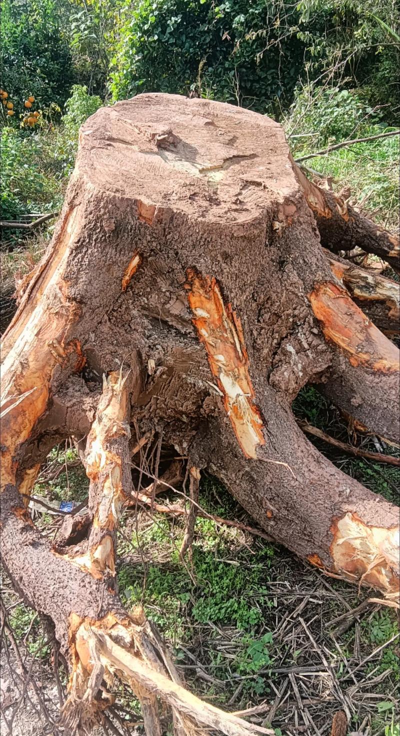 香樟树根有何用?从土壤改良到移栽养护的生态与工程价值全解析 香樟树根有何用?从土壤改良到移栽养护的生态与工程价值全解析