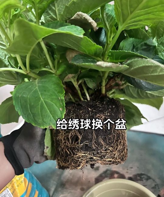 绣球花期能换盆吗？答案与安全操作指南