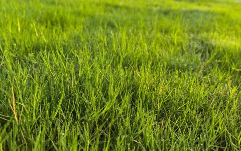 草种采购指南：如何科学选择靠谱的草种子供应商？