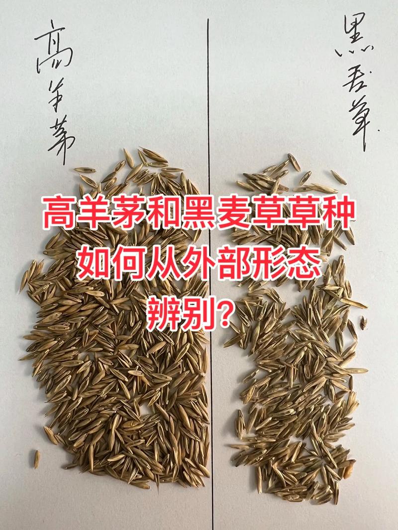 草种采购指南:如何科学选择靠谱的草种子供应商? 第一步:明确采购需求,初步筛选候选渠道