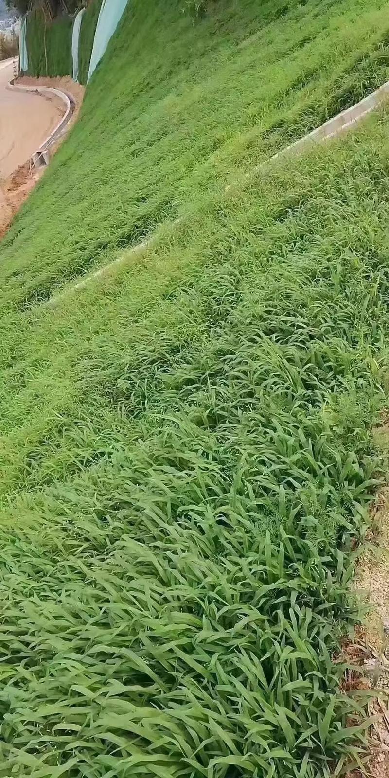 草种采购指南:如何科学选择靠谱的草种子供应商? 第二步:品种真实性核查——用“看、摸、闻”确认