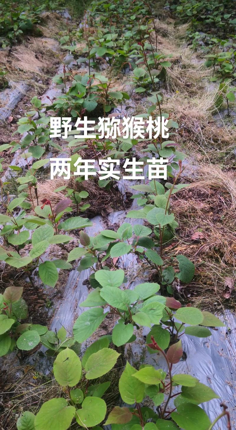 猕猴桃小苗什么时间种植合适?春季定植成活率最高,秋季亦可 七、成活注意事项:常见问题与对策