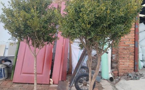 杨树在什么季节？掌握最佳种植与养护时机，打造庭院绿荫