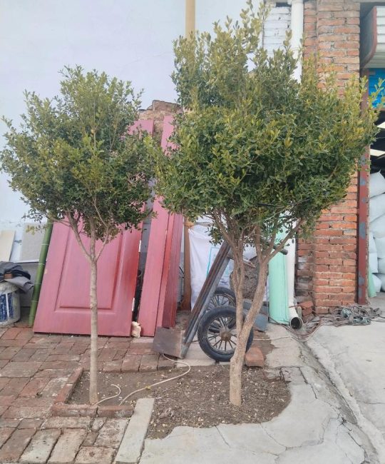 杨树在什么季节？掌握最佳种植与养护时机，打造庭院绿荫