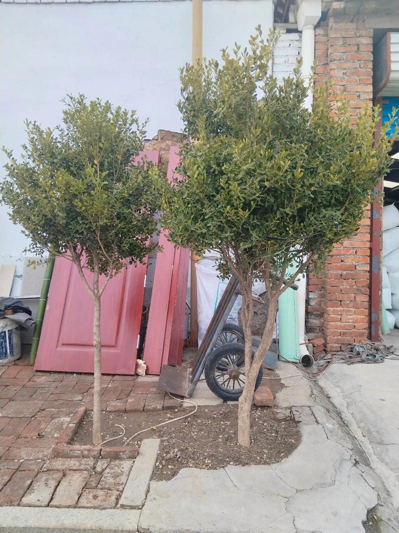 一、春季：种植黄金期，也是萌芽与修剪的起点
