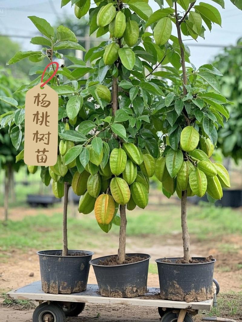 三、秋季：修剪塑形与储备养分的关键期
