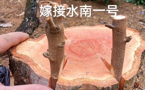 橘子树嫁接实操指南：从砧木选择到接口愈合的全流程技术解析