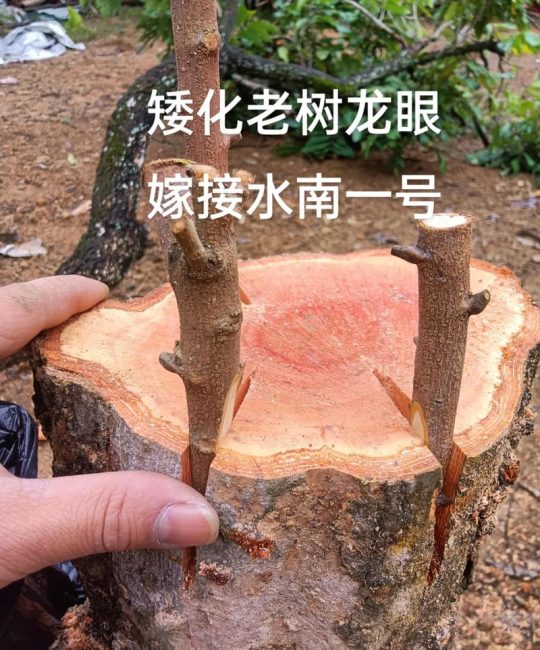 橘子树嫁接实操指南：从砧木选择到接口愈合的全流程技术解析