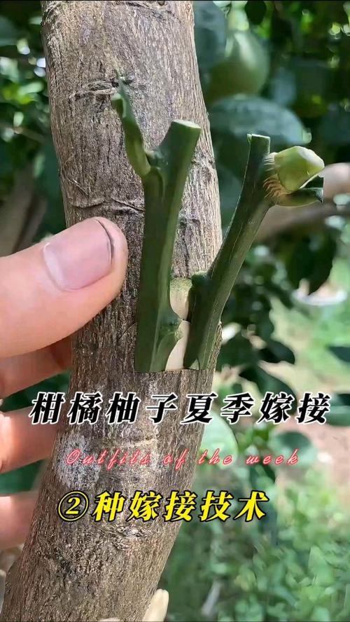 橘子树嫁接实操指南:从砧木选择到接口愈合的全流程技术解析 第四步:成活率影响因素分析与差异放大