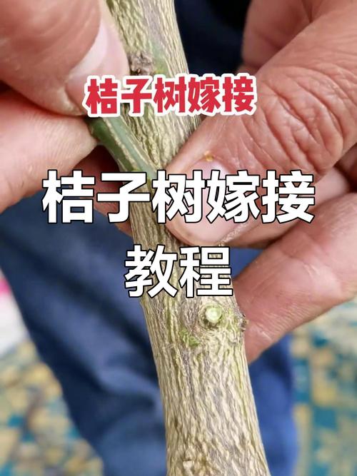 橘子树嫁接实操指南:从砧木选择到接口愈合的全流程技术解析 第五步:幼苗管理指南与移栽决策
