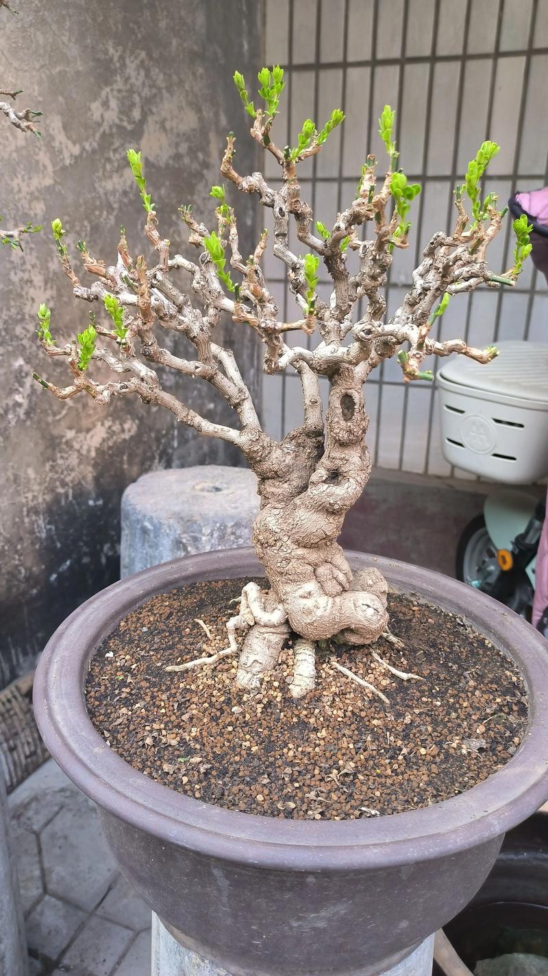 迎春花盆景怎么养?从浇水到换盆的完整养护指南 浇水:干透浇透,避免盆土长期湿润