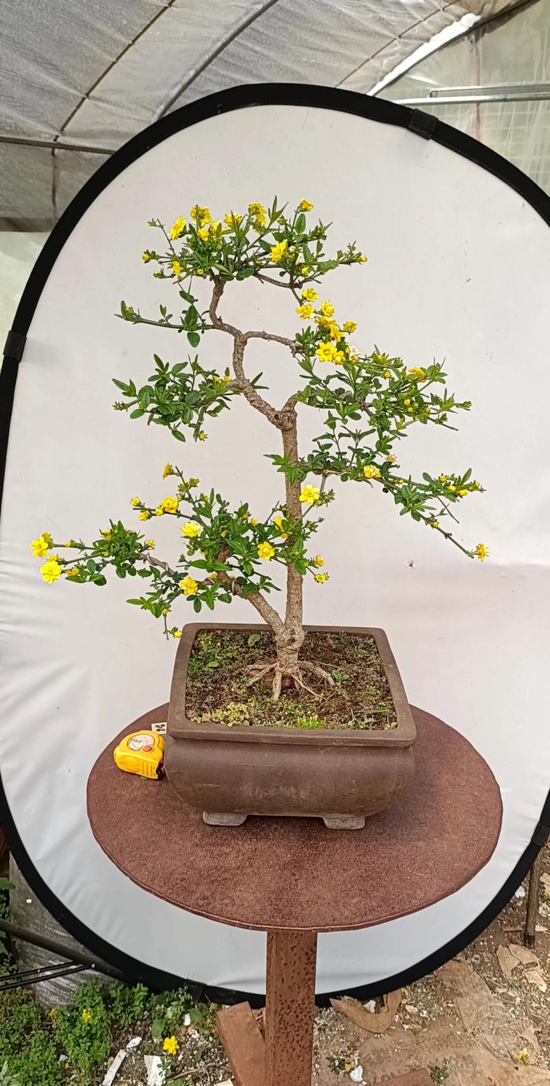 迎春花盆景怎么养?从浇水到换盆的完整养护指南 越冬越夏:冬季防冻休眠,夏季控水降温