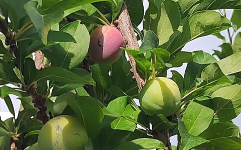 青苹果几月份成熟？不同品种的成熟时间与种植指南