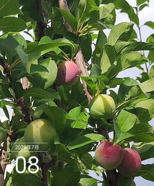 青苹果几月份成熟？不同品种的成熟时间与种植指南