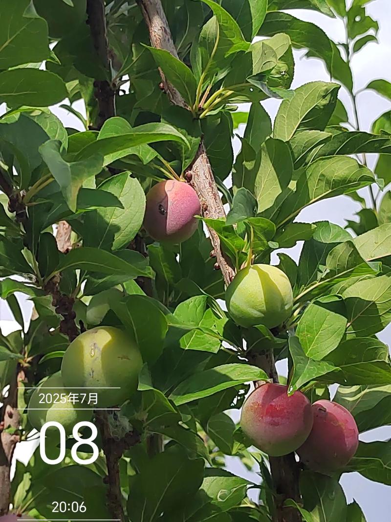 青苹果几月份成熟?不同品种的成熟时间与种植指南 青苹果几月份成熟?不同品种的成熟时间与种植指南