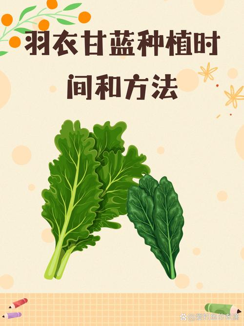羽衣甘蓝最佳种植时间及完整方法指南 三、栽前处理(针对穴盘苗)