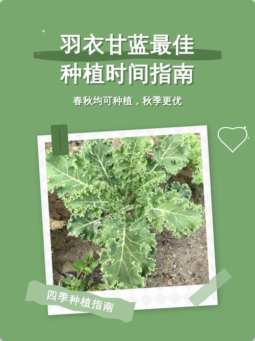羽衣甘蓝最佳种植时间及完整方法指南 四、栽植深度
