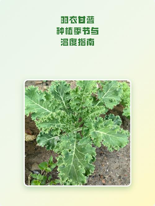 羽衣甘蓝最佳种植时间及完整方法指南 六、缓苗管理