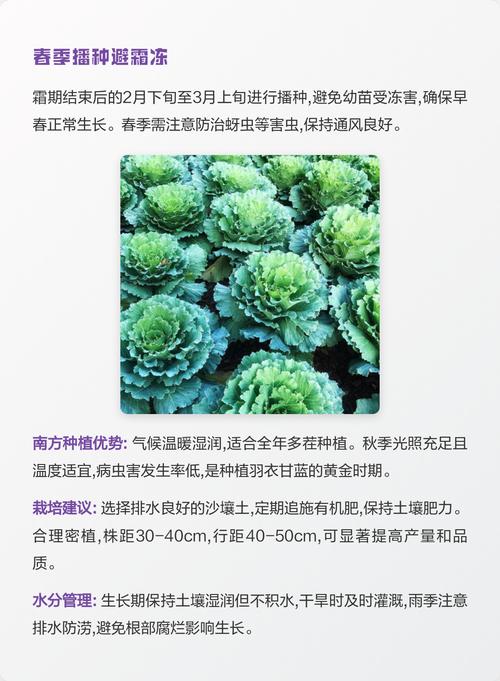 羽衣甘蓝最佳种植时间及完整方法指南 五、浇定根水
