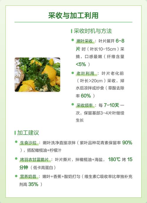 羽衣甘蓝最佳种植时间及完整方法指南 七、成活注意事项