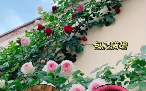月季花籽能种吗？从播种到开花的全流程种植指南