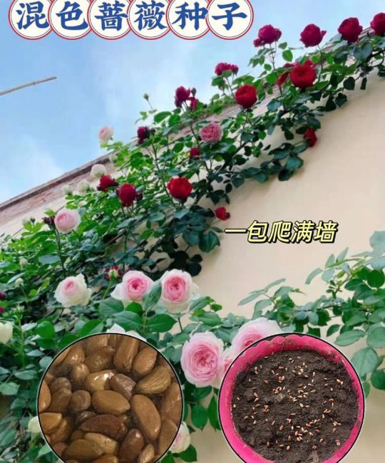 月季花籽能种吗？从播种到开花的全流程种植指南