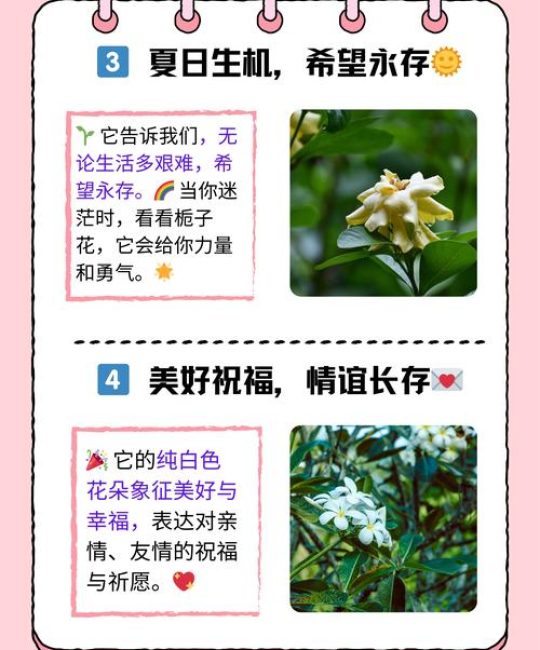 栀子花的风水寓意与科学养护指南：如何养好这朵“吉祥花”