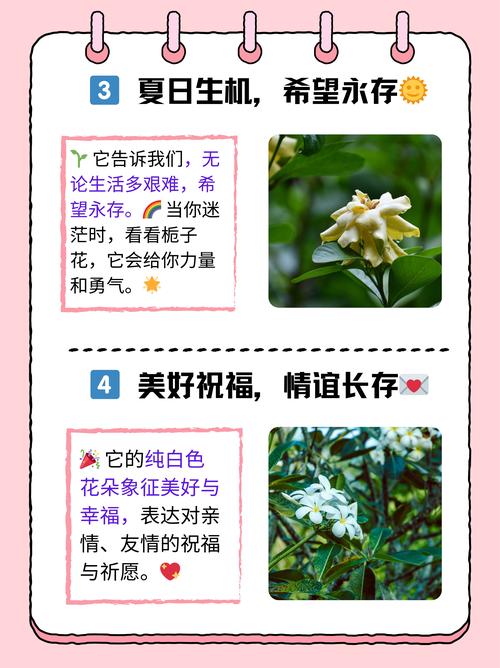 栀子花的风水寓意与科学养护指南:如何养好这朵“吉祥花” 栀子花的风水寓意与科学养护指南:如何养好这朵“吉祥花”