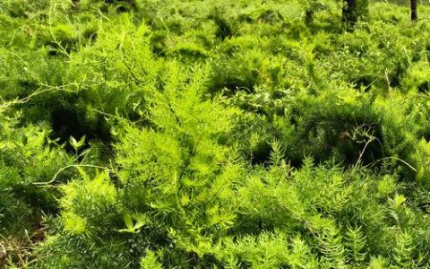 种植天冬亩产多少公斤？掌握这7个环节，鲜块根亩产轻松突破5000公斤