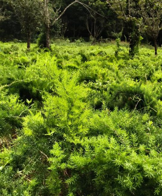 种植天冬亩产多少公斤？掌握这7个环节，鲜块根亩产轻松突破5000公斤